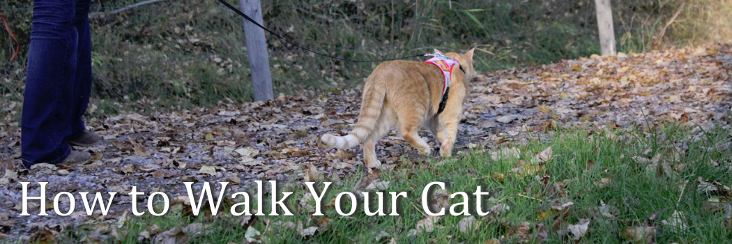 How to walk your cat banner