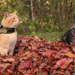 Wessie and Forest in Petoodles cat harness