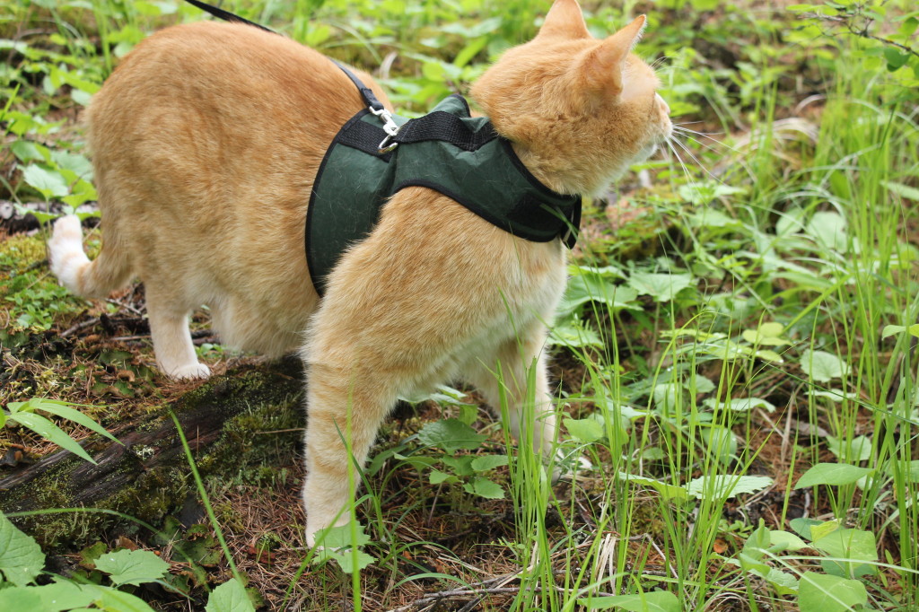 Cat wearing green harness stands  amidst greenery