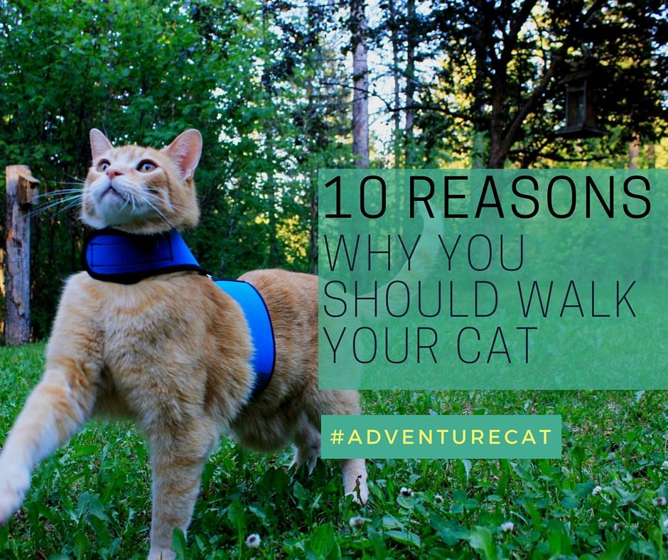 10 Reasons Why You Should Walk Your Cat